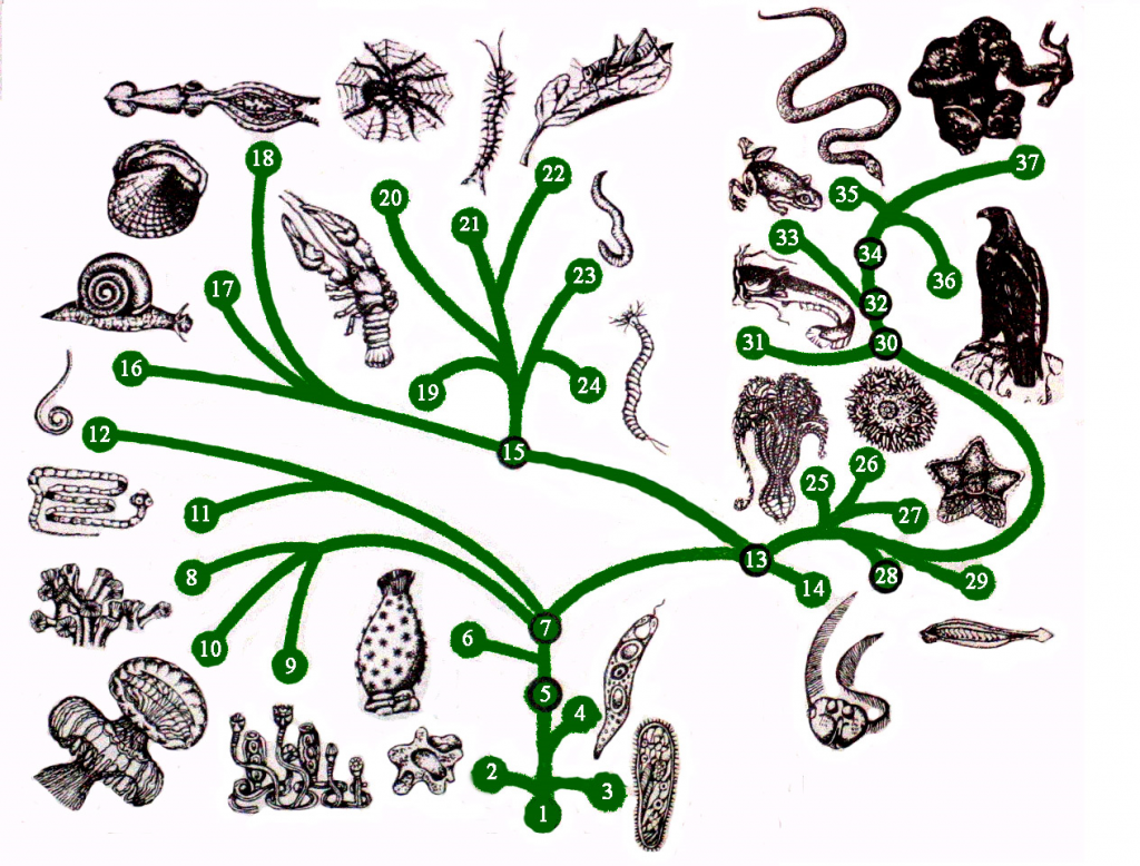 http://imperor.net/en/aristocracy/french-palaeontologist/